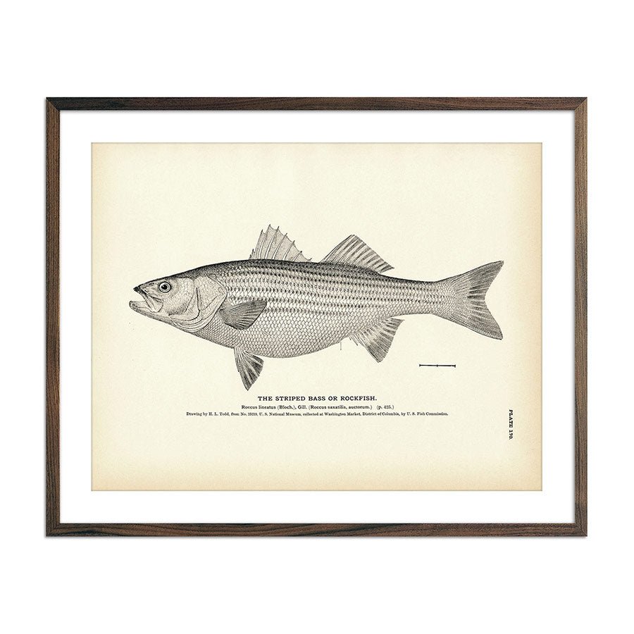 Striped Bass (Rockfish) Art Print - Muir Way - Fisheries