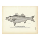 Striped Bass (Rockfish) Art Print - Muir Way - Fisheries