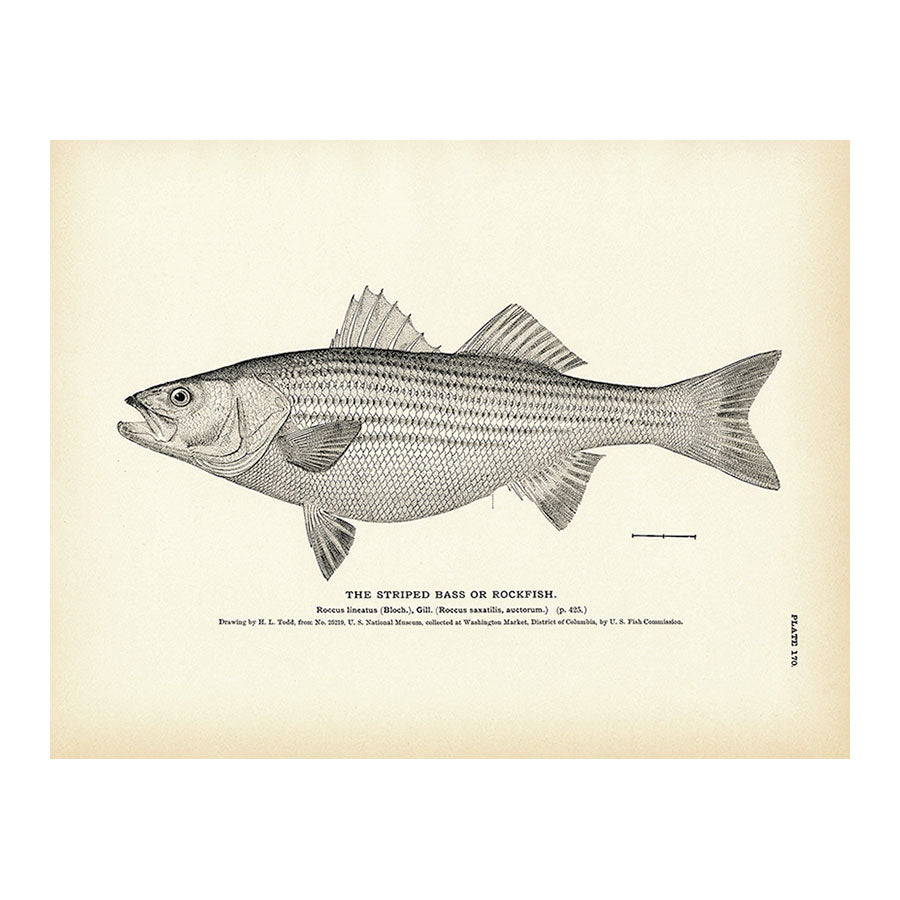 Striped Bass (Rockfish) Art Print - Muir Way - Fisheries
