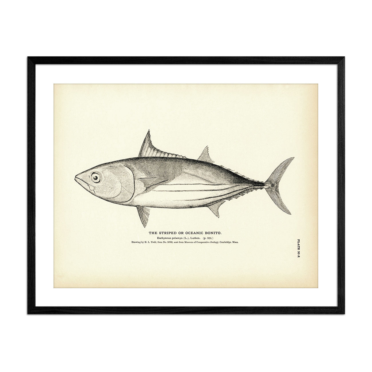 Striped Bonito (Oceanic Bonito) Art Print - Muir Way - Fisheries
