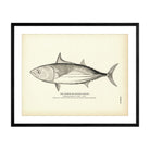 Striped Bonito (Oceanic Bonito) Art Print - Muir Way - Fisheries