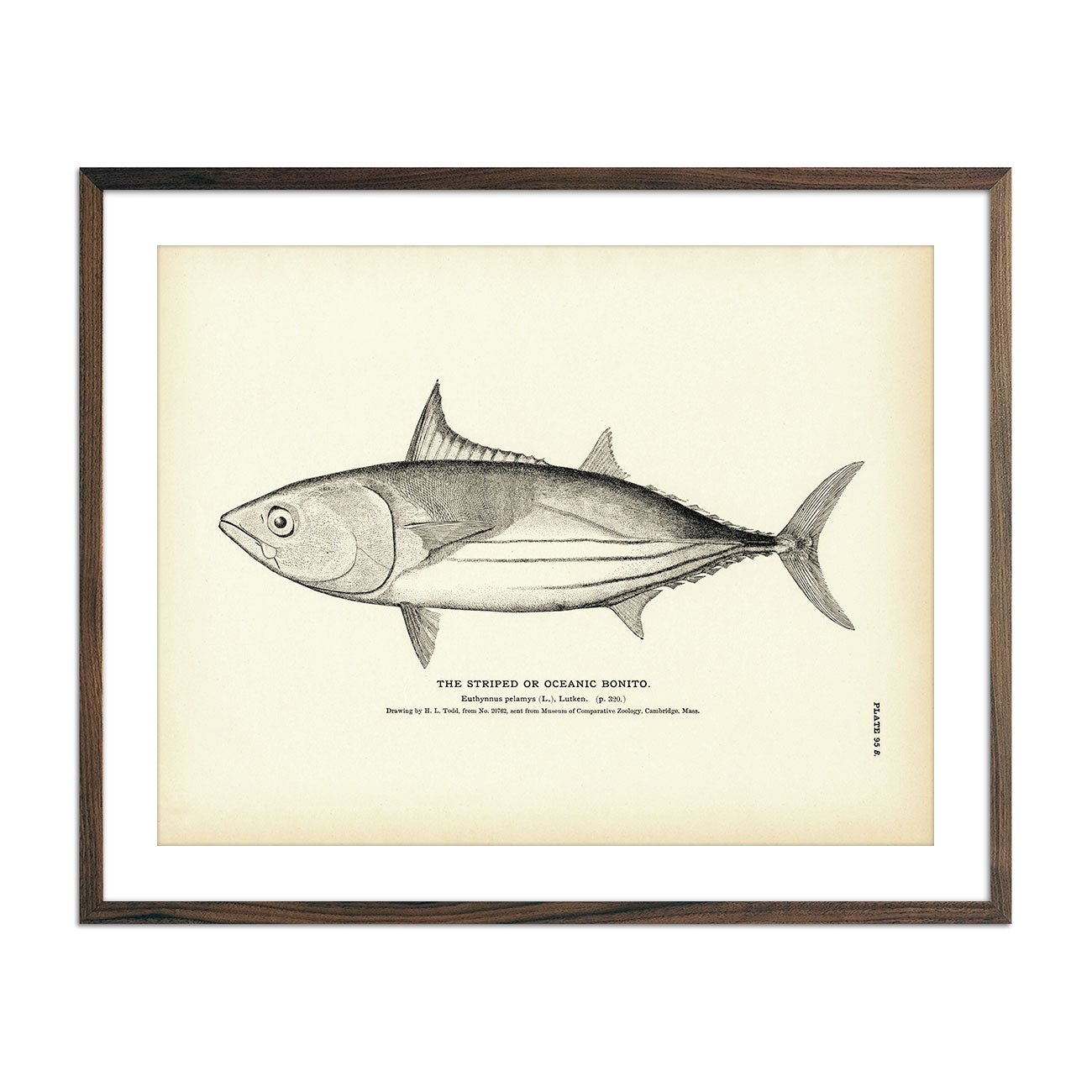 Striped Bonito (Oceanic Bonito) Art Print - Muir Way - Fisheries