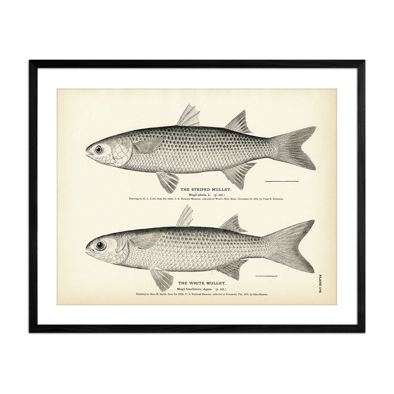 Striped Mullet and White Mullet Art Print - Muir Way - Fisheries