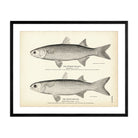 Striped Mullet and White Mullet Art Print - Muir Way - Fisheries