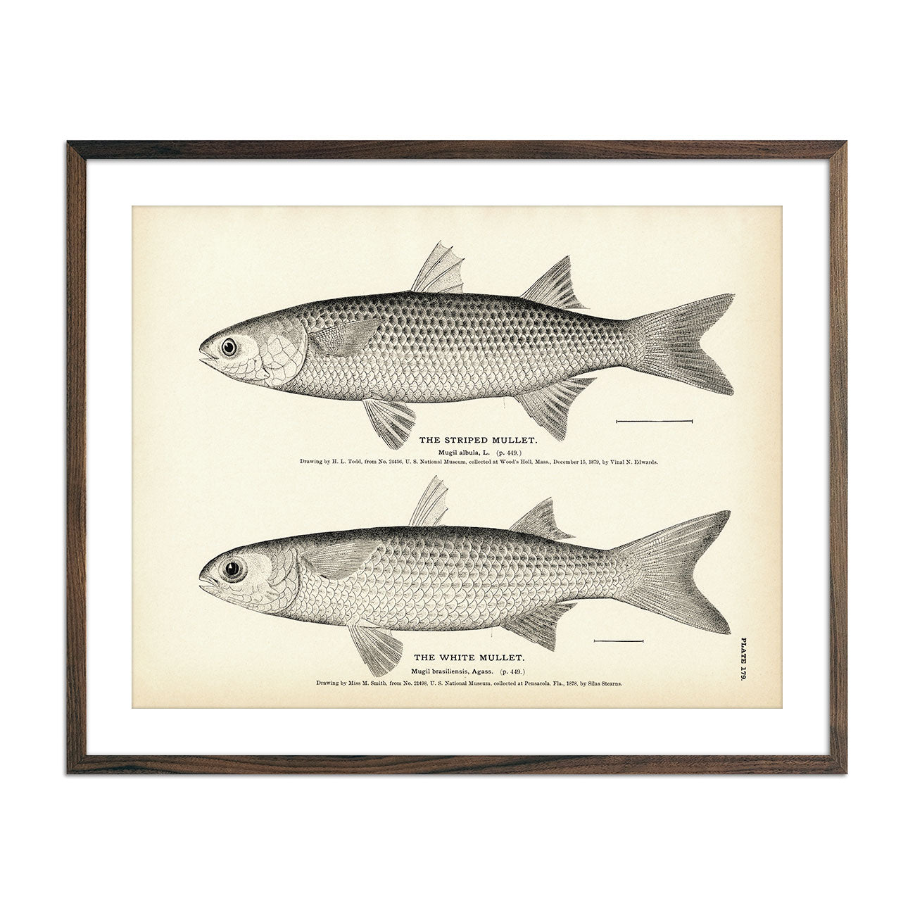 Striped Mullet and White Mullet Art Print - Muir Way - Fisheries