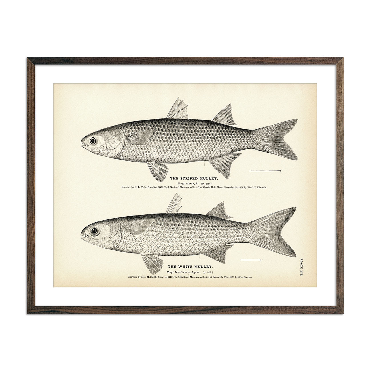 Vintage Striped and White Mullet fish print