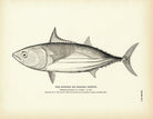 Striped Bonito (Oceanic Bonito) Art Print - Muir Way - Fisheries