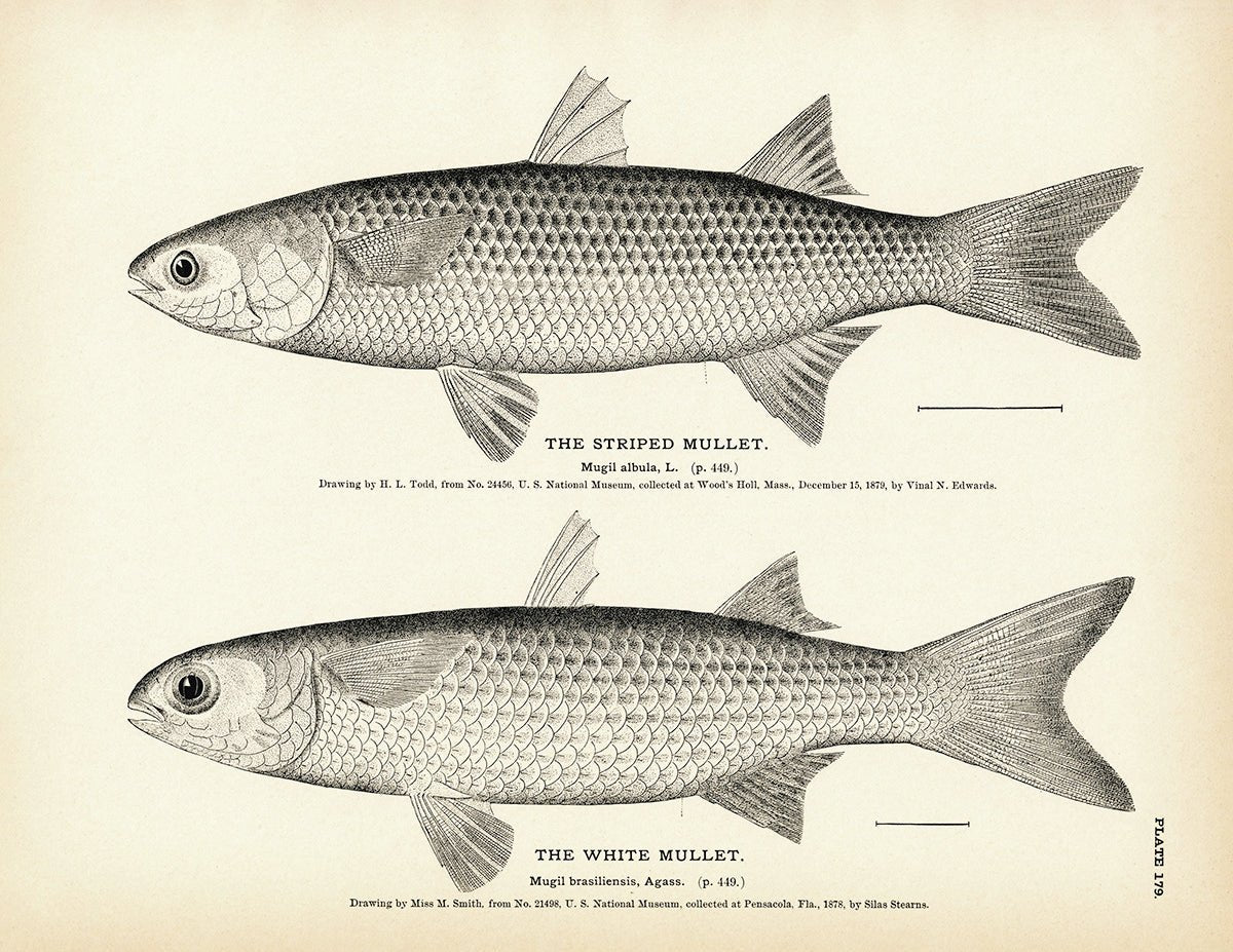 Striped Mullet and White Mullet Art Print - Muir Way - Fisheries
