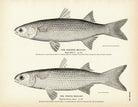 Striped Mullet and White Mullet Art Print - Muir Way - Fisheries