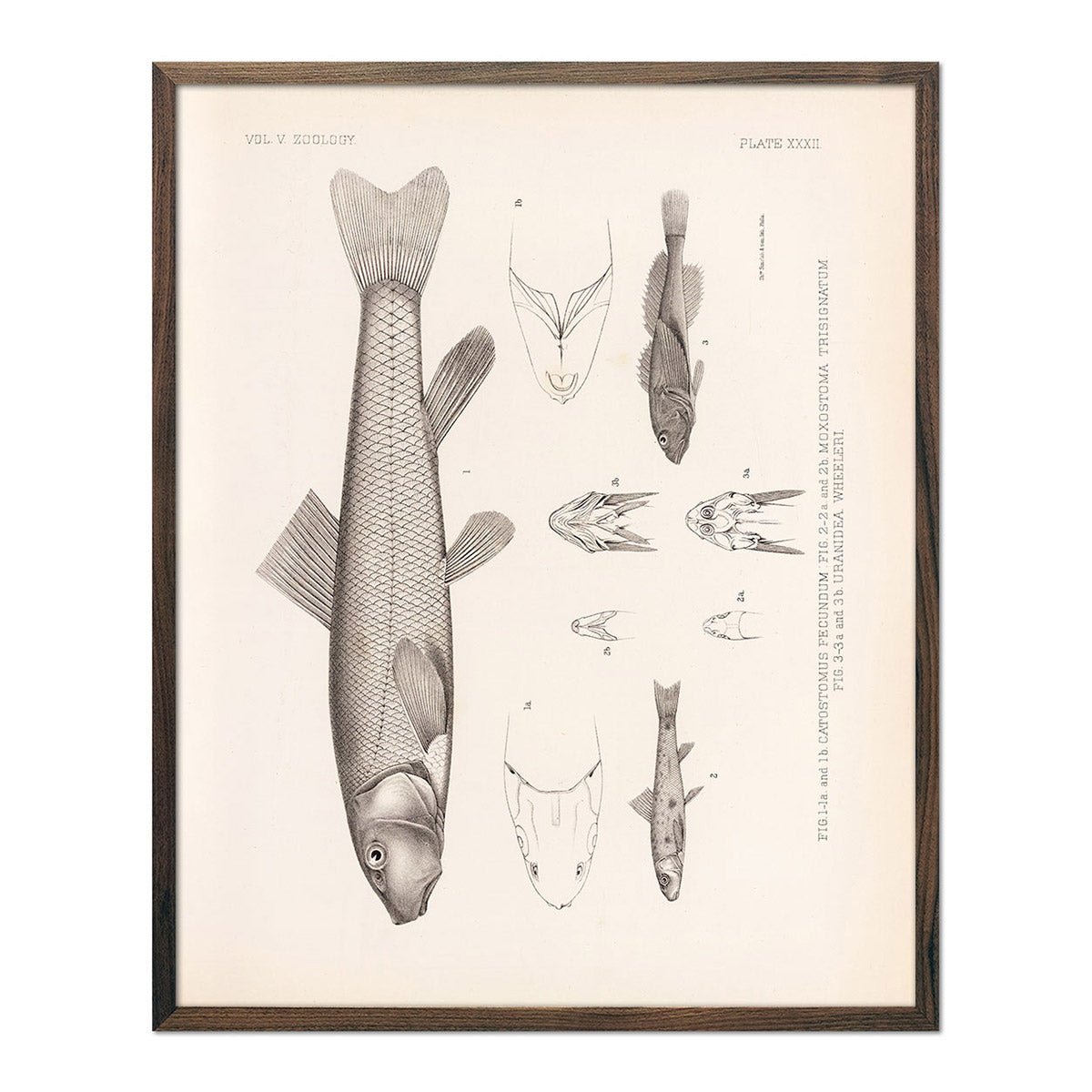 Suckers and Sculpin Art Print - Muir Way - Animals