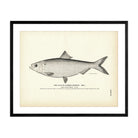 Glut Herring (Male) (Summer Herring) Art Print - Muir Way - Fisheries