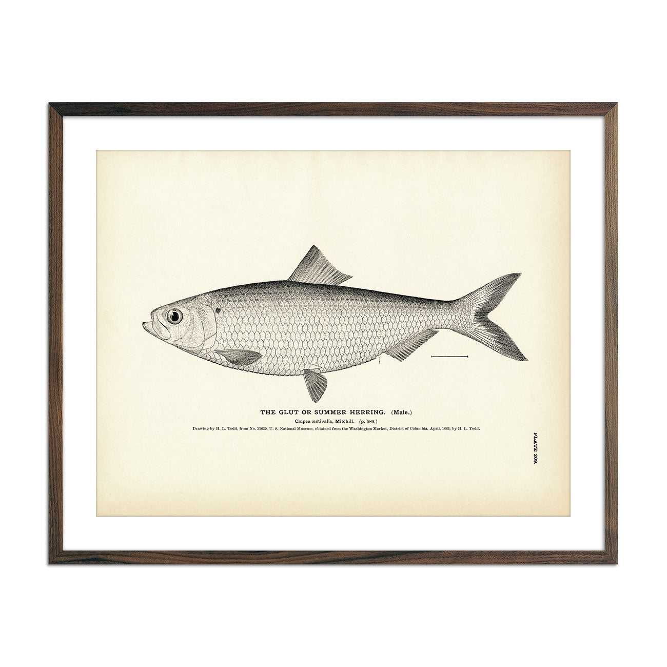 Glut Herring (Male) (Summer Herring) Art Print - Muir Way - Fisheries