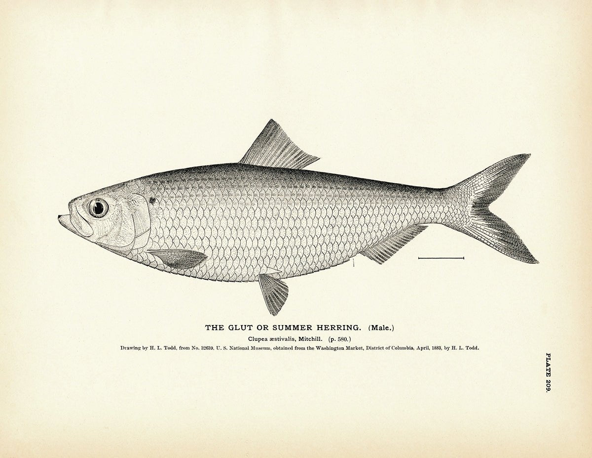 Glut Herring (Male) (Summer Herring) Art Print - Muir Way - Fisheries