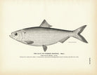 Glut Herring (Male) (Summer Herring) Art Print - Muir Way - Fisheries