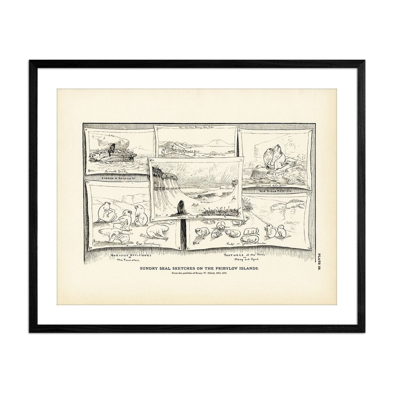 Sundry Seal Sketches Art Print - Muir Way - Fisheries