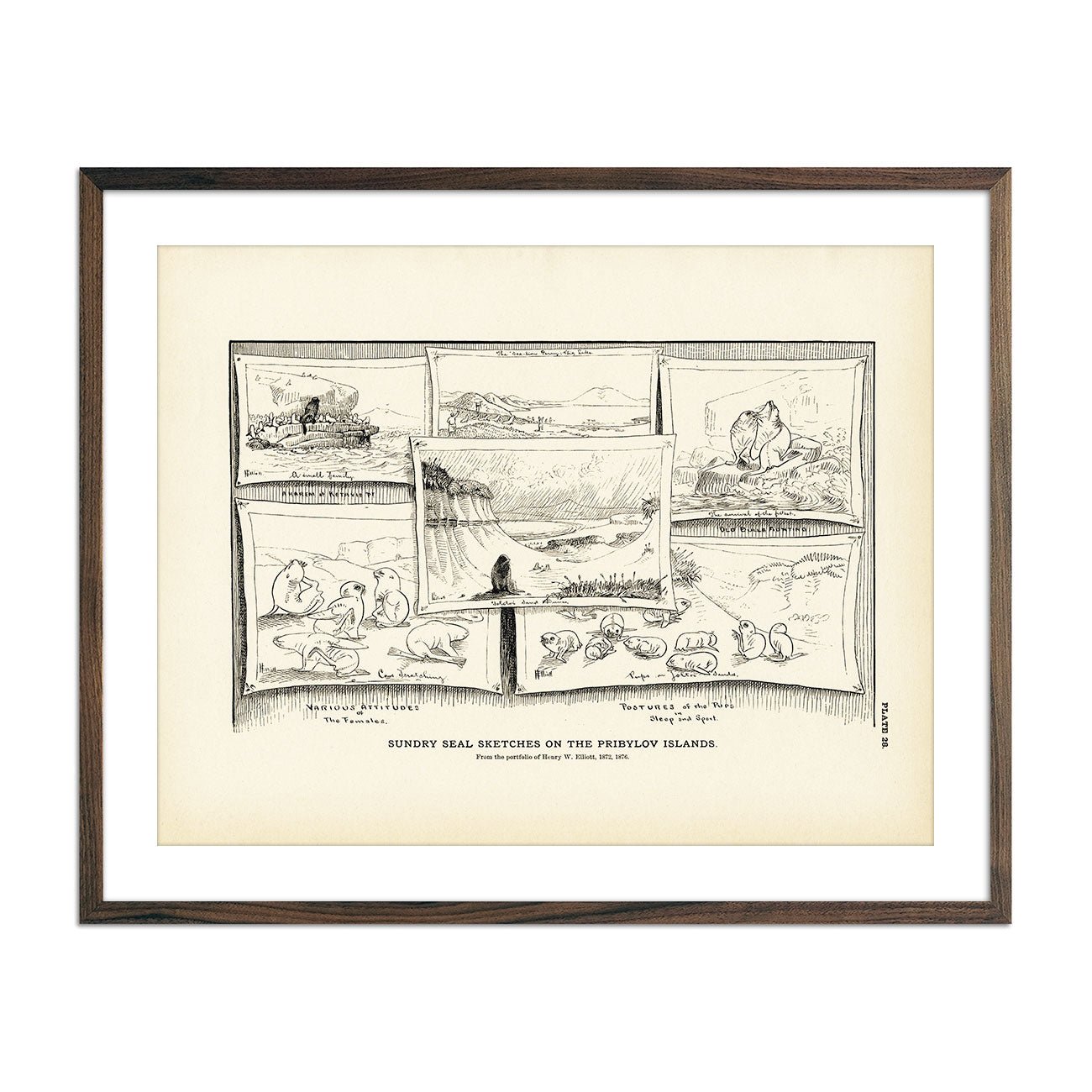 Sundry Seal Sketches Art Print - Muir Way - Fisheries