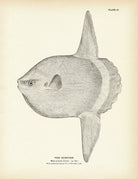 Sunfish Art Print - Muir Way - Fisheries