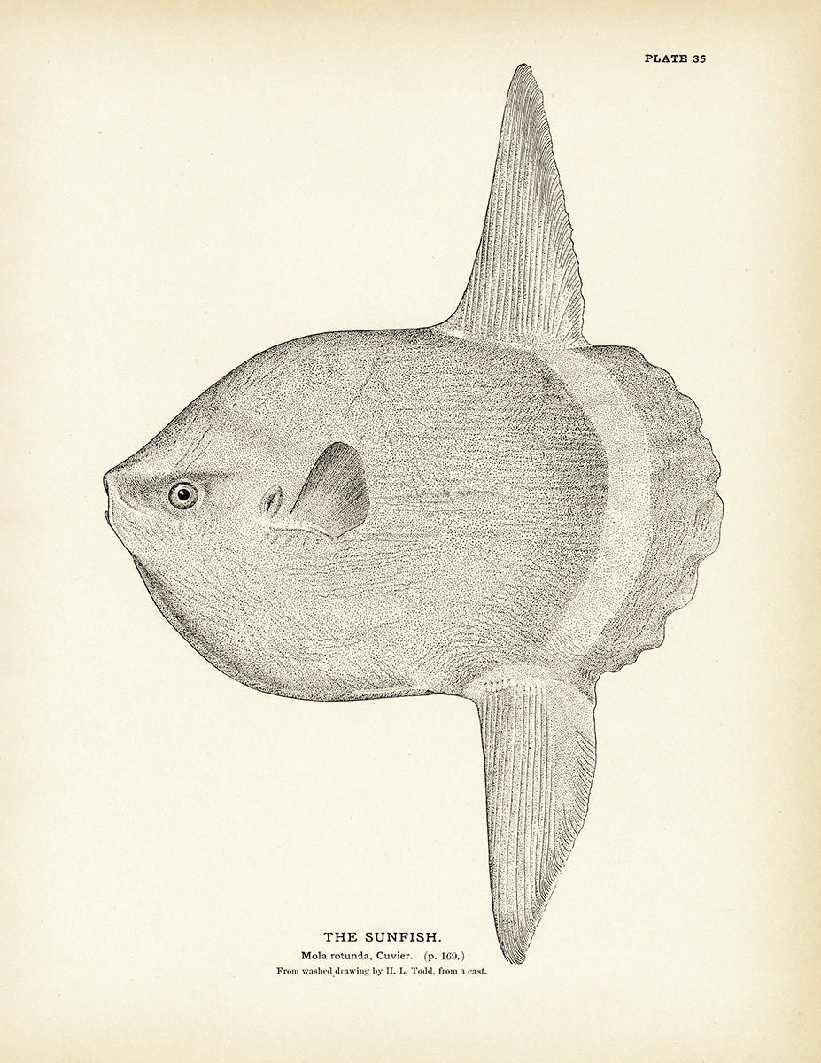 Sunfish Art Print - Muir Way - Fisheries