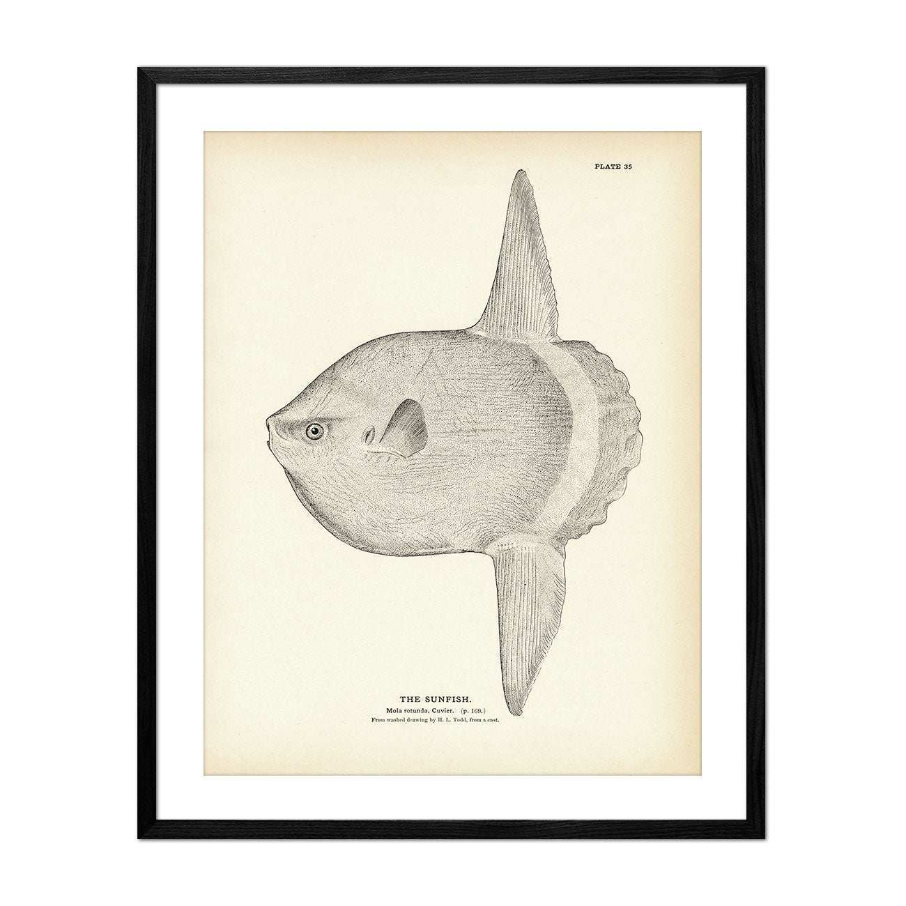 Sunfish Art Print - Muir Way - Fisheries