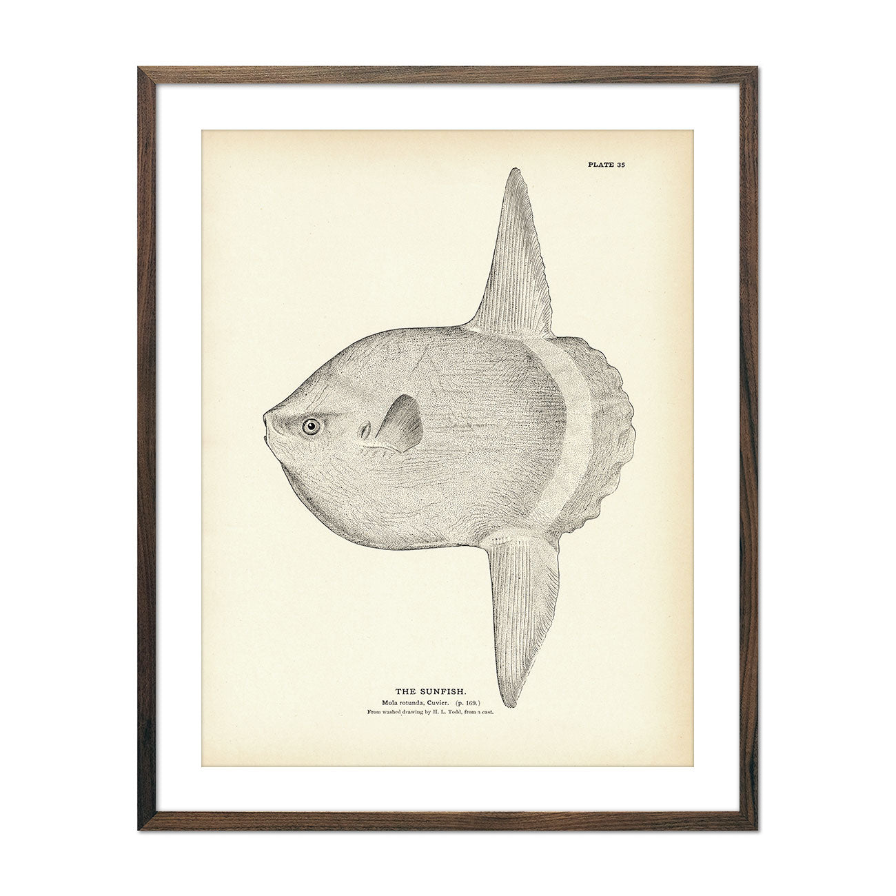 Sunfish Art Print - Muir Way - Fisheries