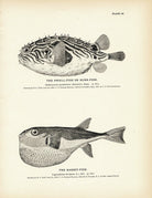Swell - Fish (Burr - Fish) and Rabbit - Fish Art Print - Muir Way - Fisheries
