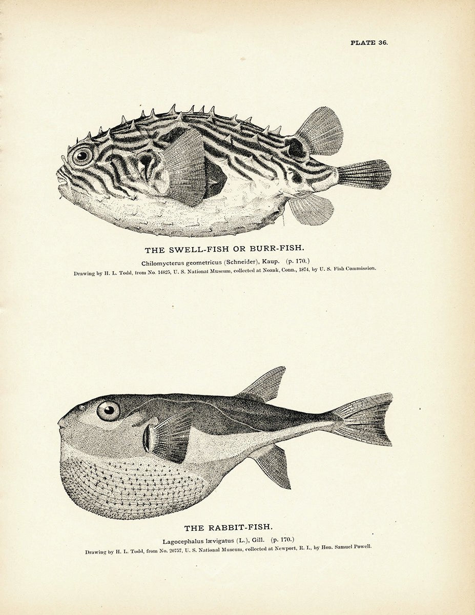 Swell - Fish (Burr - Fish) and Rabbit - Fish Art Print - Muir Way - Fisheries