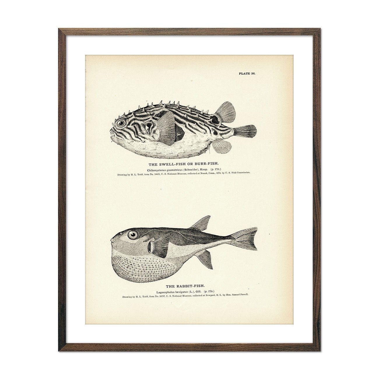 Swell - Fish (Burr - Fish) and Rabbit - Fish Art Print - Muir Way - Fisheries
