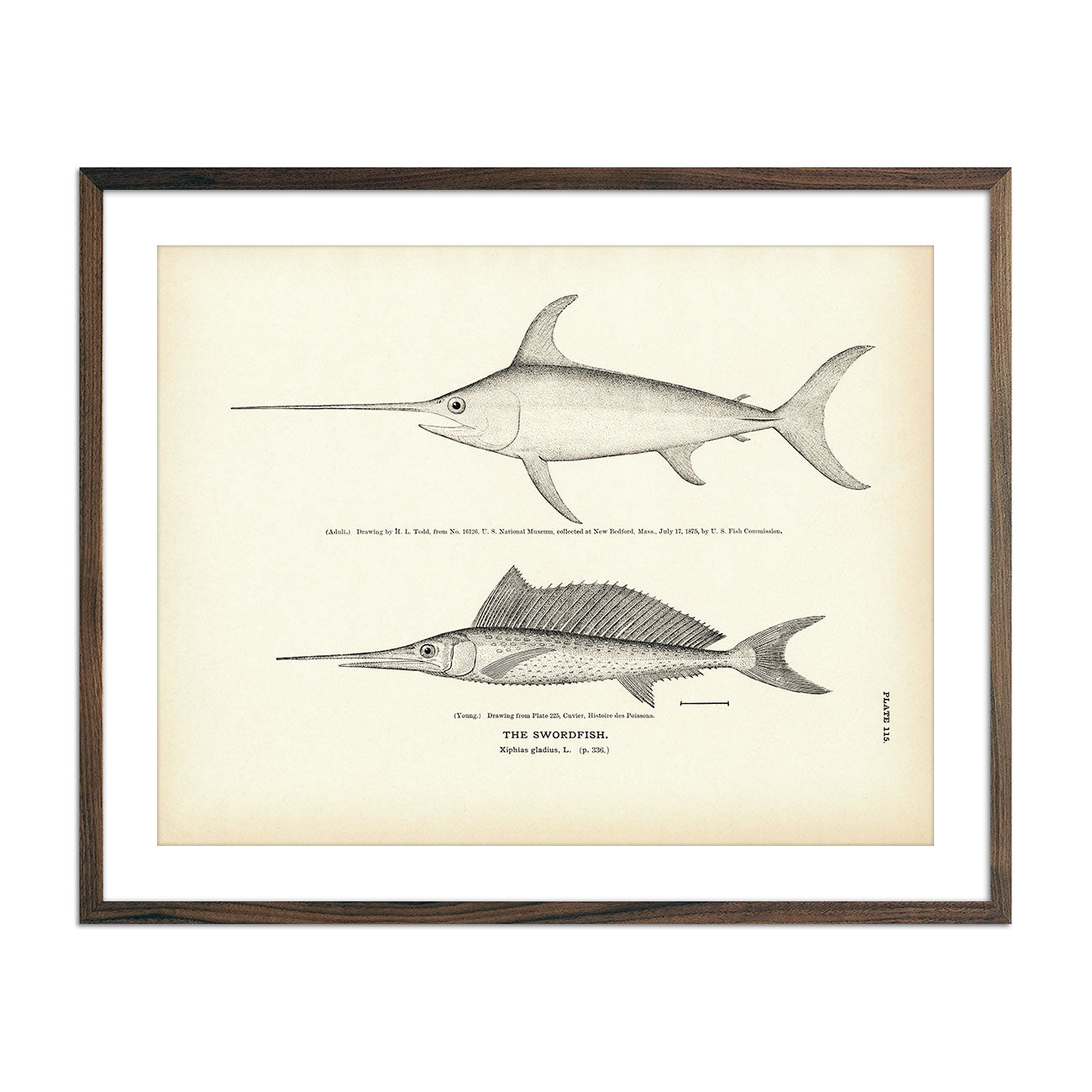 Swordfish Art Print - Muir Way - Fisheries