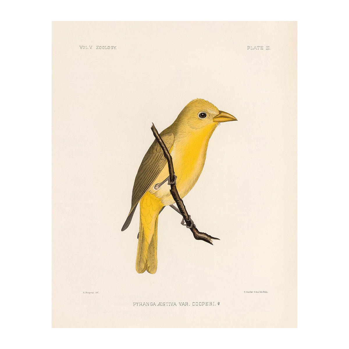 Tanager - Female Art Print - Muir Way - Animals