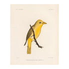 Tanager - Female Art Print - Muir Way - Animals