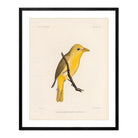 Tanager - Female Art Print - Muir Way - Animals