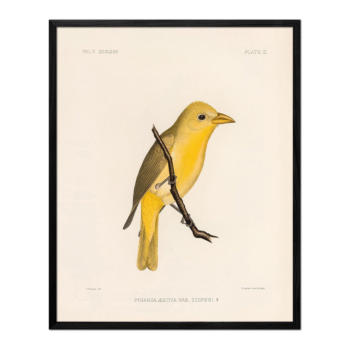 Tanager - Female Art Print - Muir Way - Animals