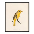Tanager - Female Art Print - Muir Way - Animals