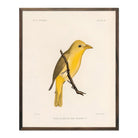 Tanager - Female Art Print - Muir Way - Animals