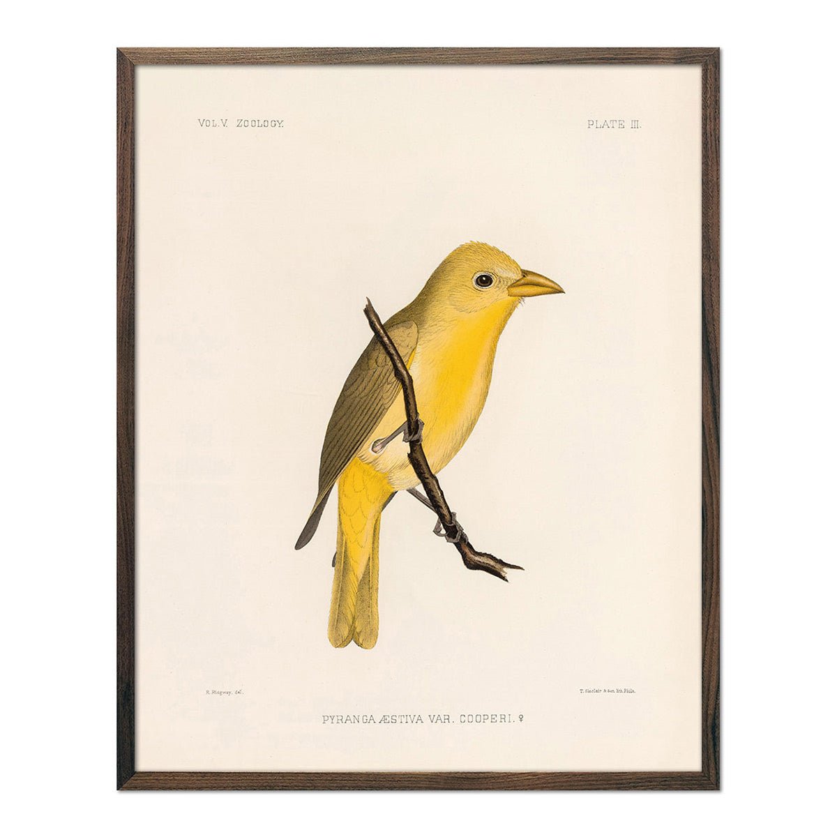 Tanager - Female Art Print - Muir Way - Animals