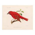 Tanager - Male Art Print - Muir Way - Animals