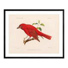 Tanager - Male Art Print - Muir Way - Animals
