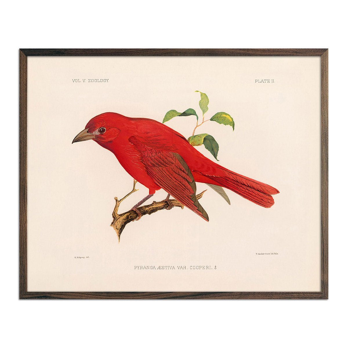 Tanager - Male Art Print - Muir Way - Animals