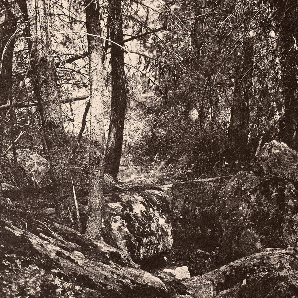 The Trail in the Woods, Gallatin Canyon, Yellowstone 1873 - Muir Way - Photograph