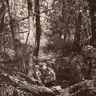 The Trail in the Woods, Gallatin Canyon, Yellowstone 1873 - Muir Way - Photograph