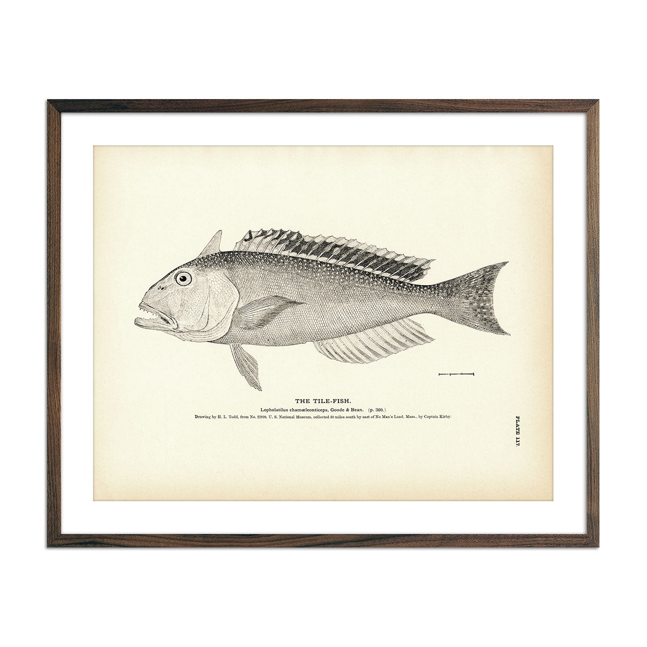 Tile - Fish Art Print - Muir Way - Fisheries