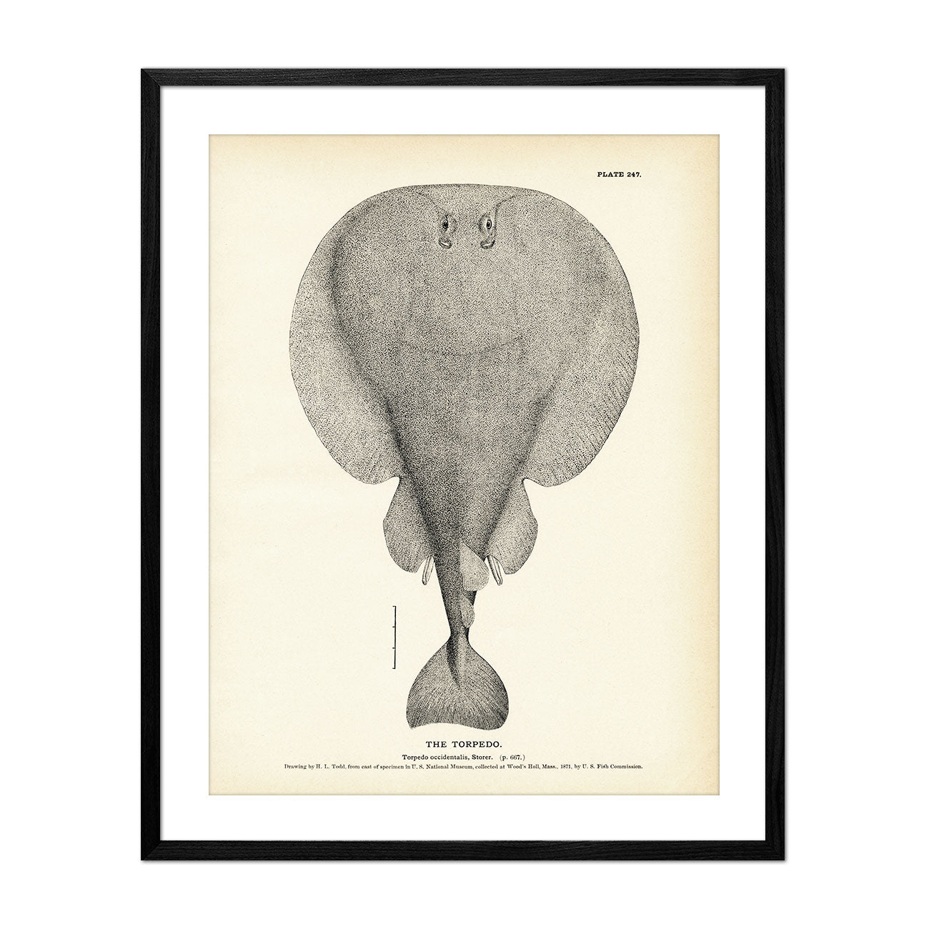 Torpedo Art Print - Muir Way - Fisheries