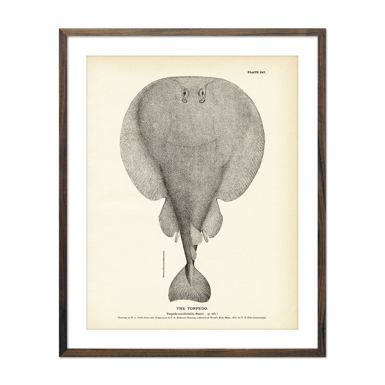 Torpedo Art Print - Muir Way - Fisheries