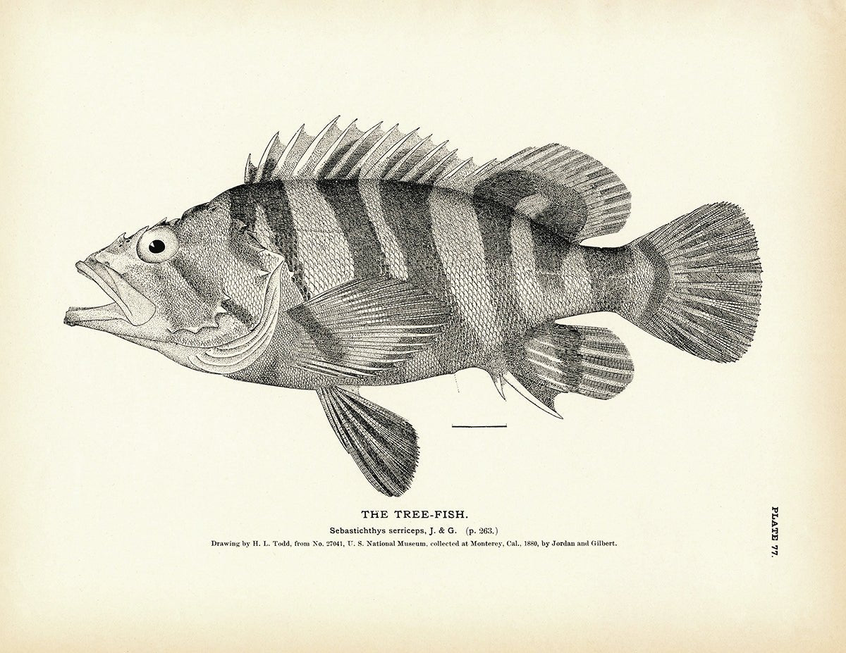 Tree - Fish Art Print - Muir Way - Fisheries