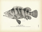 Tree - Fish Art Print - Muir Way - Fisheries
