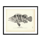 Tree - Fish Art Print - Muir Way - Fisheries