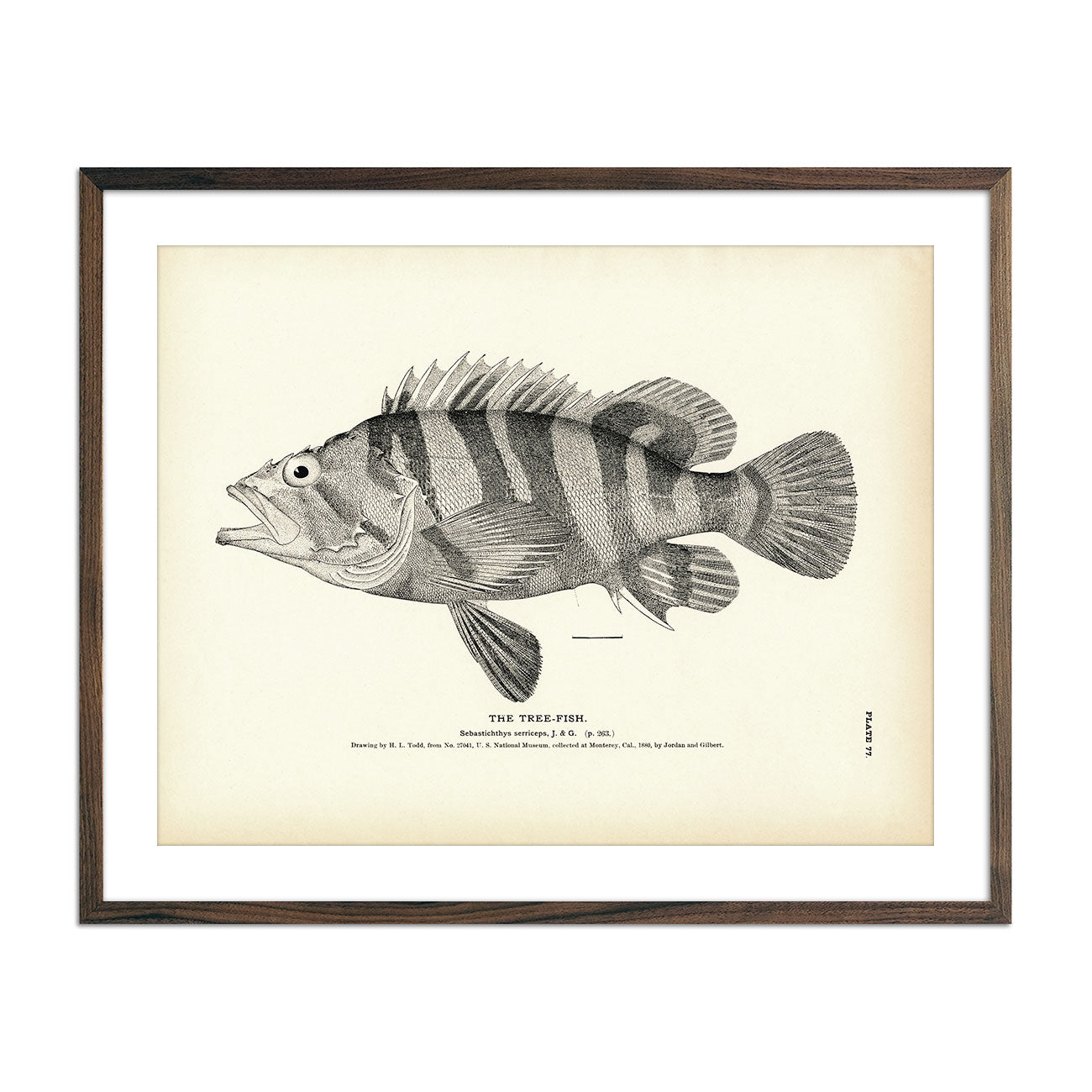 Tree - Fish Art Print - Muir Way - Fisheries