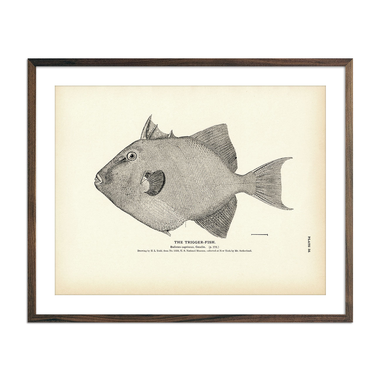 Trigger - Fish Art Print - Muir Way - Fisheries