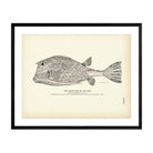Trunk - Fish (Cow - Fish) Art Print - Muir Way - Fisheries