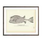 Vintage Trunk-fish print